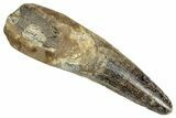 Fossil Spinosaurus Tooth - Real Dinosaur Tooth #348657-1